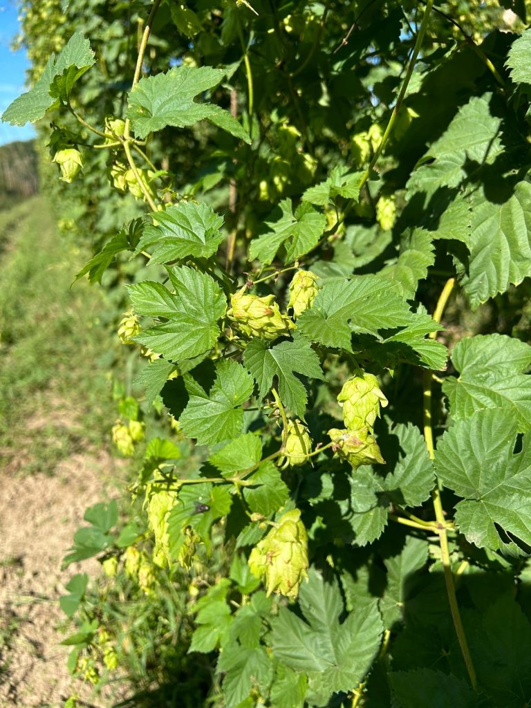 photo de houblon